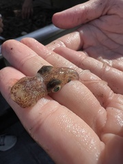 Rossia pacifica