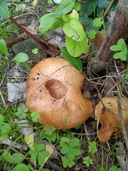 Suillus collinitus