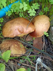 Suillus collinitus