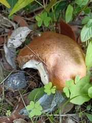Suillus collinitus