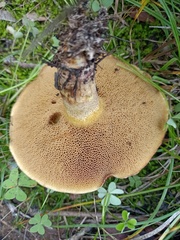 Suillus collinitus