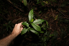 Planchonella australis