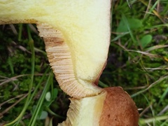Suillus collinitus
