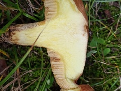 Suillus collinitus