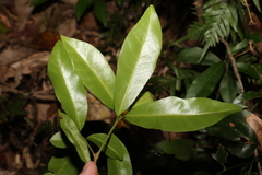 Planchonella australis