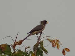 Crinifer piscator
