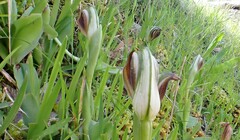Pterostylis cucullata
