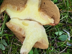 Suillus collinitus