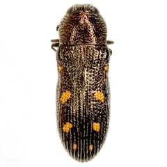 Acmaeoderopsis hulli