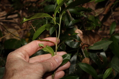 Planchonella australis