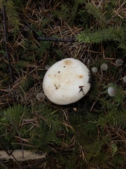 Russula crassotunicata