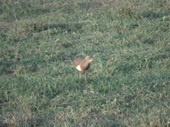 Vanellus melanopterus