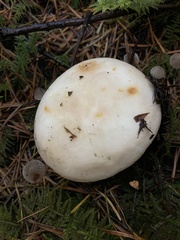 Russula crassotunicata