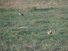 Vanellus melanopterus