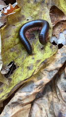 Narceus americanus