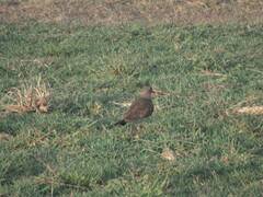 Vanellus melanopterus