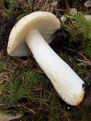Russula crassotunicata