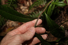 Planchonella australis