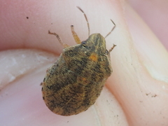 Sphyrocoris obliquus