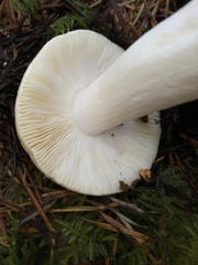 Russula crassotunicata