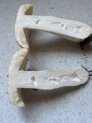 Russula crassotunicata