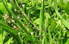 Capsella bursa-pastoris