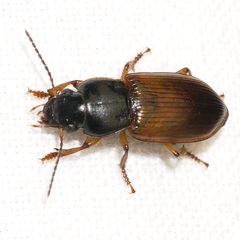 Anisodactylus sanctaecrucis