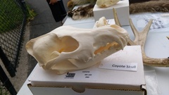 Canis latrans