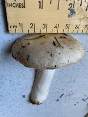 Russula crassotunicata