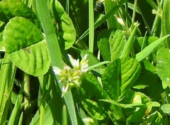 Medicago arabica