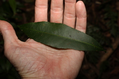 Planchonella australis