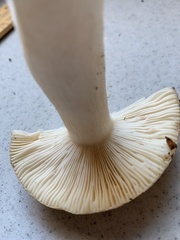 Russula crassotunicata