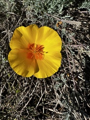 Eschscholzia californica