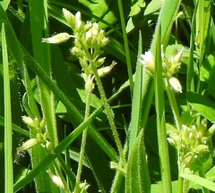 Cerastium glomeratum