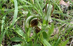 Pterostylis cucullata