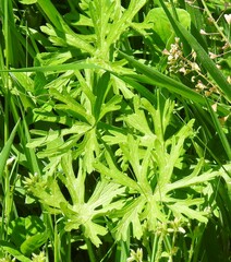 Geranium dissectum