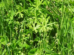 Cerastium glomeratum