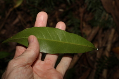 Planchonella australis