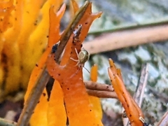 Dicyrtomina