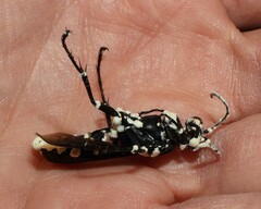 Beauveria bassiana
