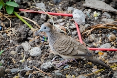 Geopelia striata