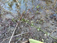 Lysimachia nummularia