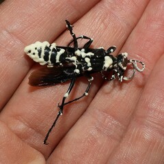 Beauveria bassiana