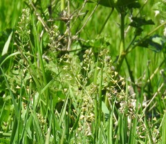 Capsella bursa-pastoris