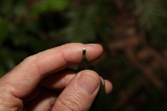 Planchonella australis