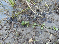 Lysimachia nummularia