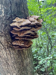 Pseudoinonotus dryadeus