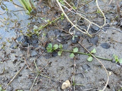 Lysimachia nummularia