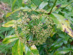 Arracacia tolucensis