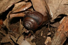 Sphaerospira fraseri